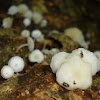 White Fungus