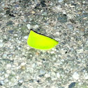 Flatid leafhopper