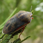 Green shield backed bug