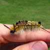 Yellow-based Tussock Moth Caterpillar