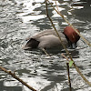 Redhead Duck (male)