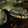 Green Pit Viper - Male
