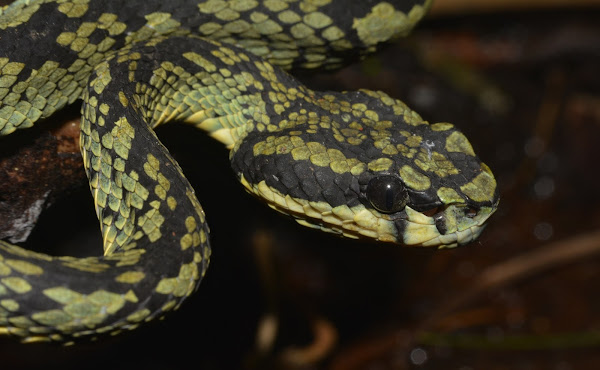 Green Pit Viper - Male | Project Noah