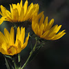 Maximalian Sunflower