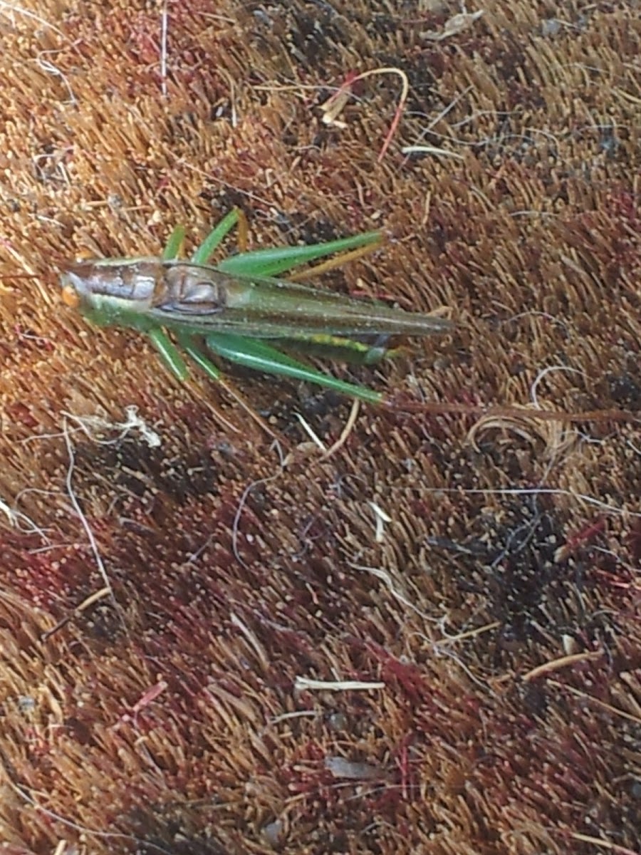 great green bush cricket