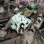 White fungus