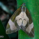 Castniid Moth