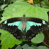 Green banded swallowtail (African)