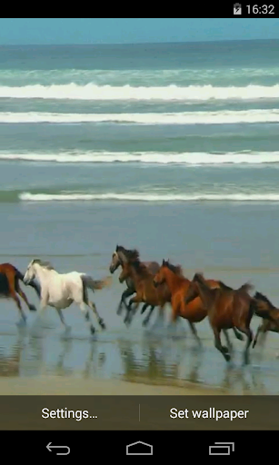 Amazing horses Video LWP