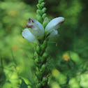 White turtlehead