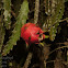 Red-fleshed Pitaya