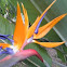 Ave del paraíso. Bird of Paradise