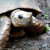 Yellow-footed Tortoise