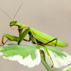 Mantis by Christine Weaver-Cimala - Animals Insects & Spiders