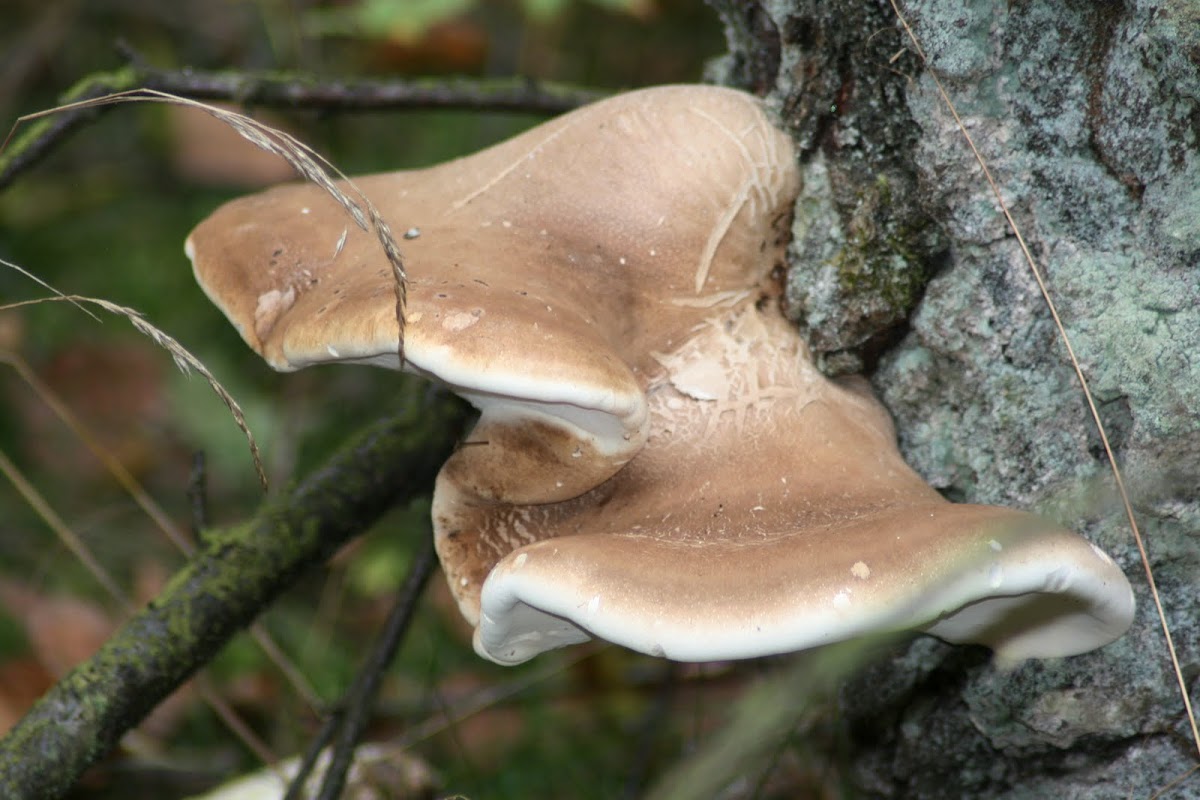 berkenzwam (Piptoporus betulinus)