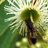 Dark-faced Brown Paper Wasp