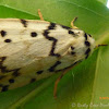 Rock Lichen Moth