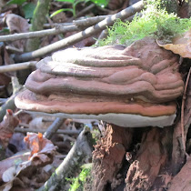 Cogumelos da Galiza