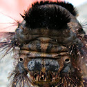 Lappet moth caterpillar