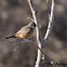 Say's Phoebe