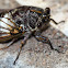 Floury Baker Cicada