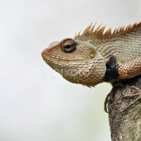 The Chameleon by Sandeep Soni - Animals Reptiles
