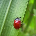 Red Beetle