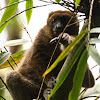 Greater bamboo lemur