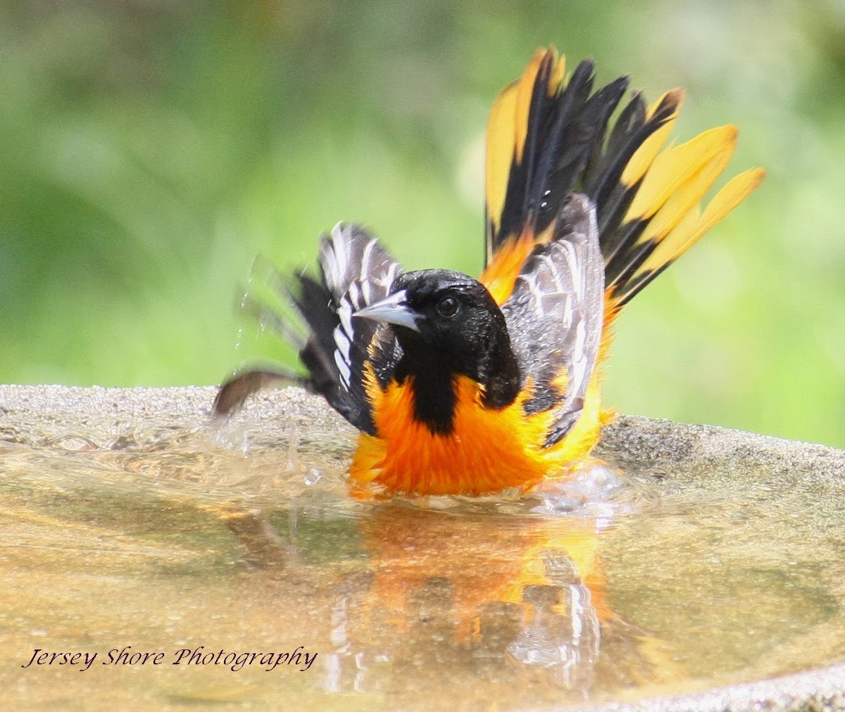 Baltimore Oriole (Male)