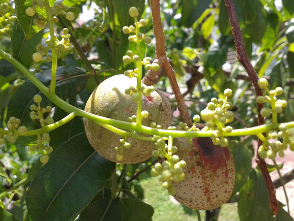 Buah longlong / Buah kedongdong | Project Noah