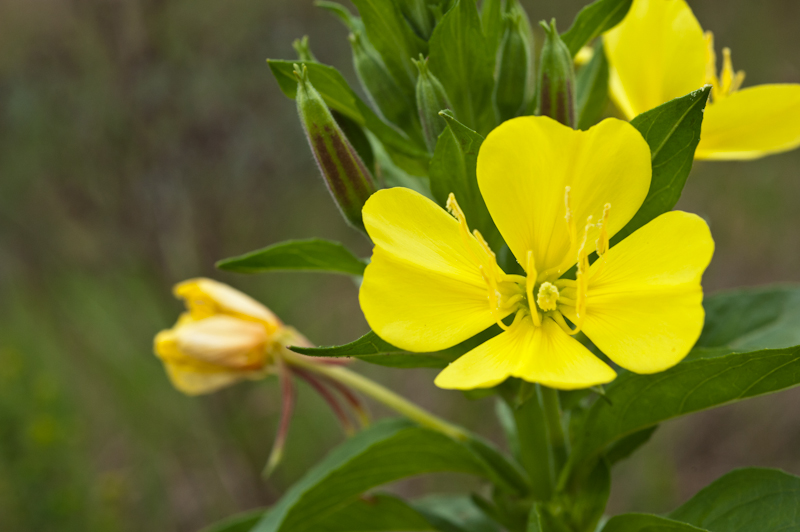 Evening Primrose