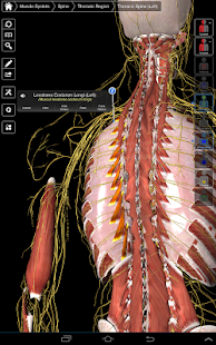 Essential Anatomy 3 for Orgs.