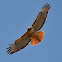 Red-Tailed Hawk