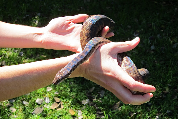 Spotted Python | Project Noah