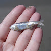 kupae (NZ Sprat)