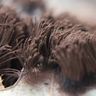 Chocolate Tube Slime Mold