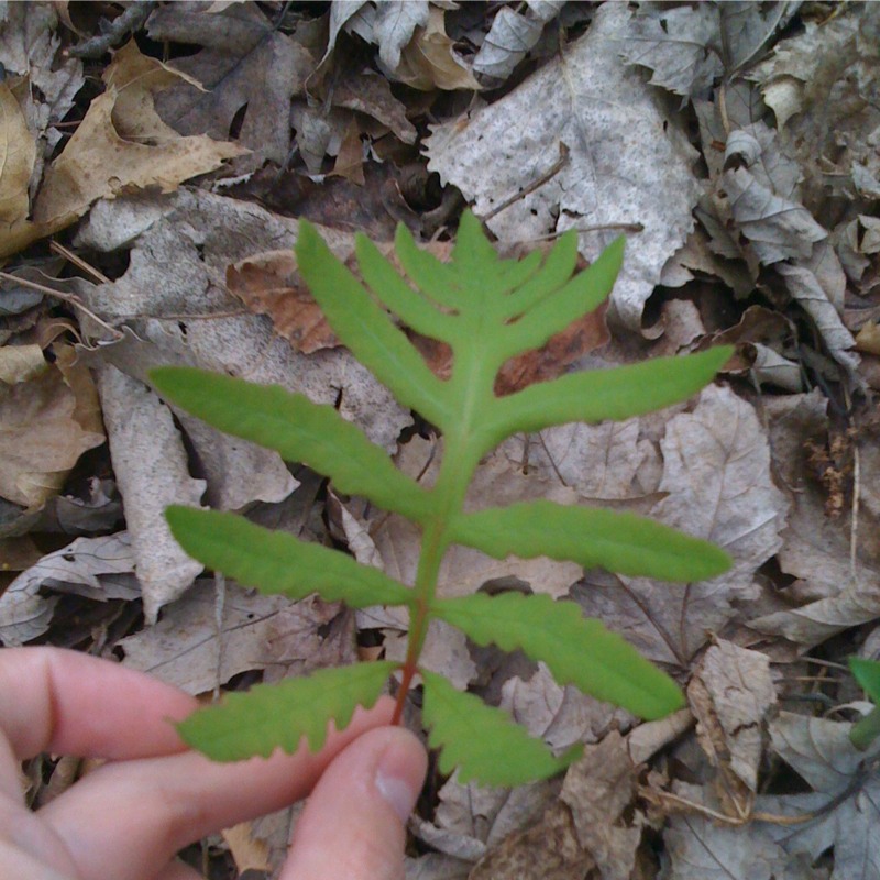 Sensitive Fern "Onoclea sensibilis"