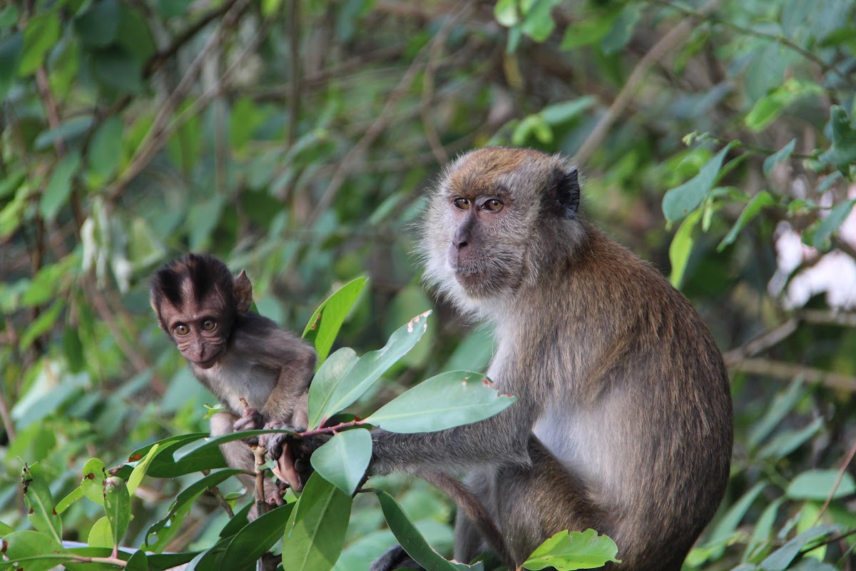 Crab Eating Macaque