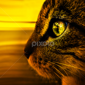 Focus by Moussa Idrissi - Animals - Cats Portraits