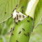 Aztec ants in Cecropia Tree
