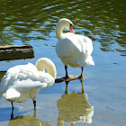 Mute Swan