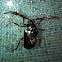 Longhorn beetle