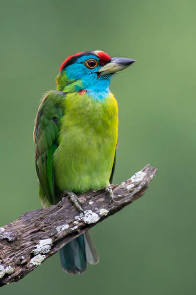 Blue-throated Barbet | Project Noah