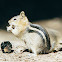 Golden-mantled Ground Squirrel