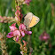 Dusky Meadow Brown