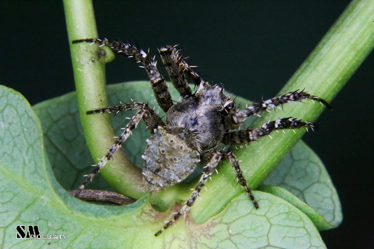 Parawixia spider
