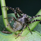 Parawixia spider