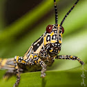 Ghana grasshopper
