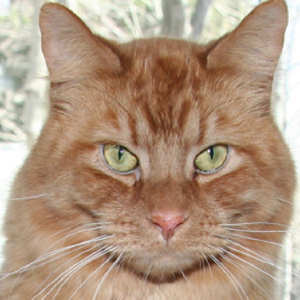 Pet the Kitty.apk v1.0