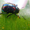 leaf beetle